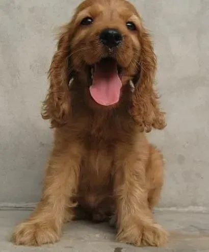 可卡犬|怎样根据可卡犬的症状看狗狗是否感冒