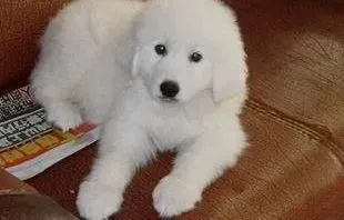 大白熊犬|大白熊犬脾气越来越大，不听话怎么办
