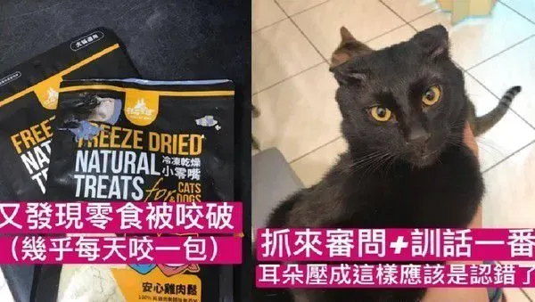 黑猫自己开柜子找寻罐罐痕迹 咦?罐罐在哪咧 | 猫
