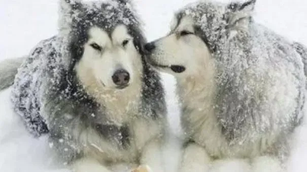 阿拉斯加犬|阿拉斯加雪橇犬不吃东西的应对方法