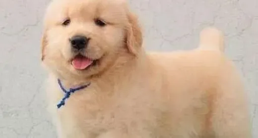 金毛|金毛犬饮食起居方面的饲养与照顾