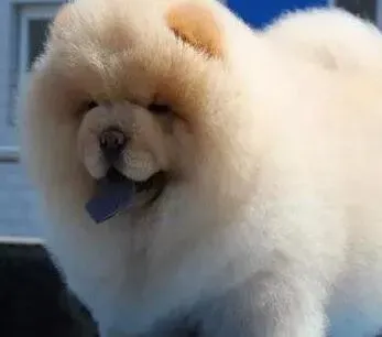 松狮犬|松狮犬不吃东西，呕吐拉稀是什么情况