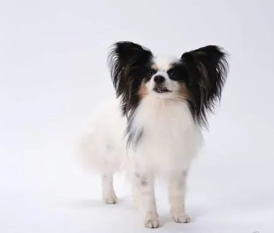 蝴蝶犬|养狗专家告诉你如何科学的饲养蝴蝶犬
