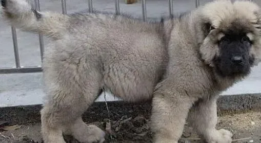 高加索犬|高加索犬做美容修剪时应该注意什么问题