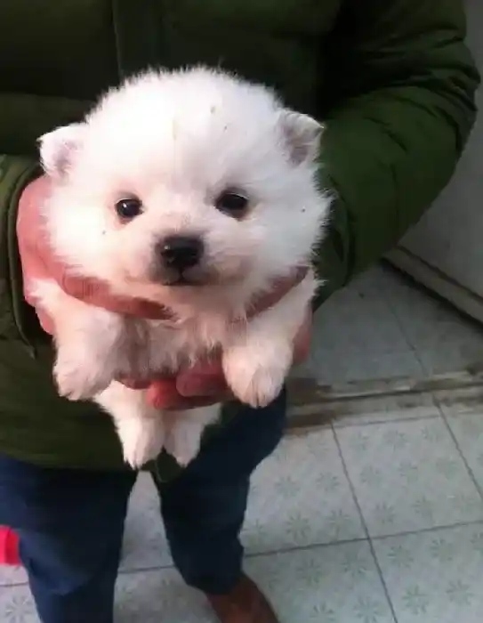 银狐犬|日常生活中银狐犬出现推电恐惧症的原因