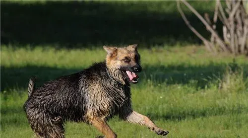 德国牧羊犬25天该怎么饲养 德牧喂食选择 | 德国牧羊犬