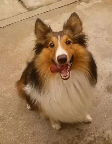 喜乐蒂|如何让喜乐蒂犬安心度过冬天