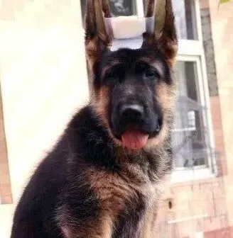 德国牧羊犬|德国牧羊犬才打完疫苗就感冒了怎么办