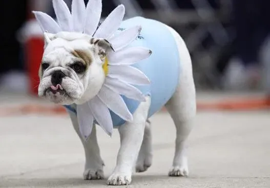 美国斗牛犬|美国斗牛犬便秘的征兆及处理方法