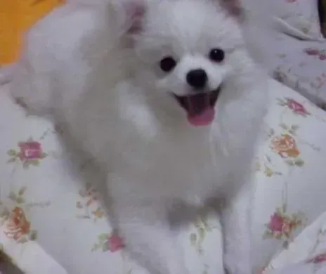 银狐犬|生活小能手之饲主如何给银狐犬自制沐浴露