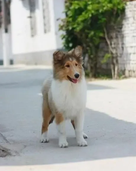 苏格兰牧羊犬|带着苏格兰牧羊犬就医有哪些意见