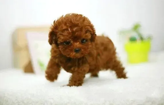 泰迪犬|好犬养成记 如何饲养泰迪犬最正确