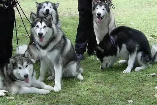 阿拉斯加犬|护理全程指导 阿拉斯加犬出现发热现象如何是好