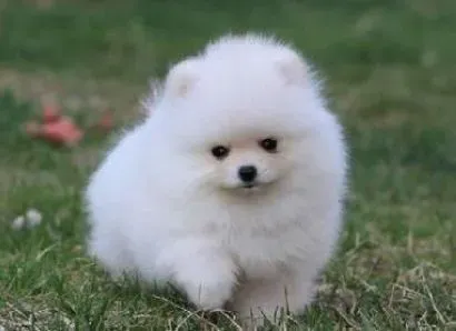 博美犬|在室内饲养博美狗狗的好处有哪些
