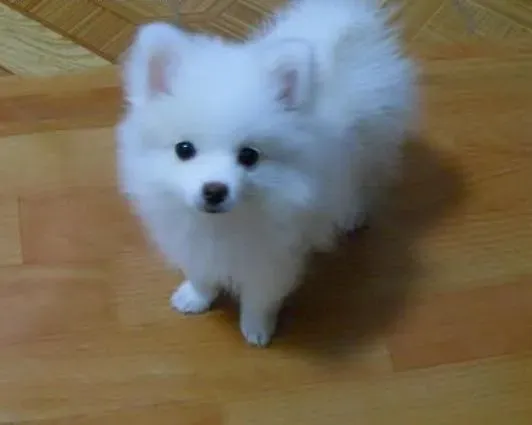 银狐犬|爱抚可以让银狐犬更乖巧
