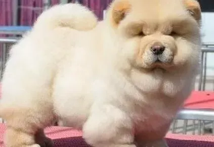 松狮犬|剃毛之后 发现松狮犬的耳朵立不起来为什么