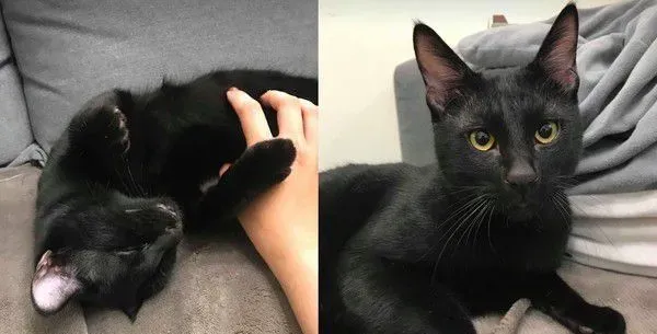 黑猫自己开柜子找寻罐罐痕迹 咦?罐罐在哪咧 | 猫