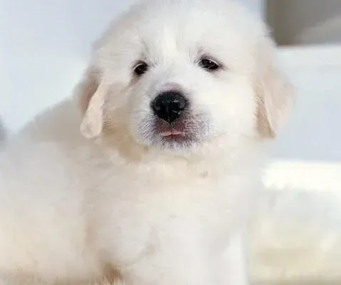 大白熊犬|训练大白熊犬文明如厕但是没有好的效果这是为什么呢
