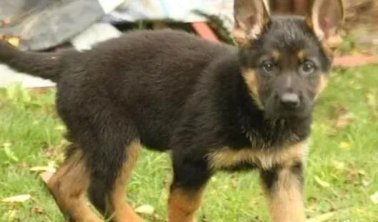 德国牧羊犬|如何与老年德国牧羊犬共享夕阳时光