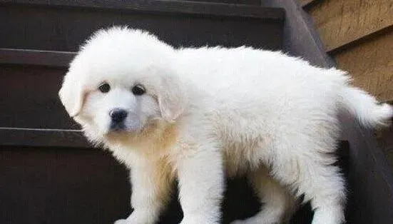 大白熊犬|训练大白熊犬“出门”有什么高招