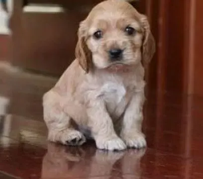 可卡犬|可卡犬一到晚上就随地的大小便怎么训练
