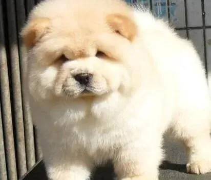 松狮犬|经常吃肉对松狮犬来说好吗