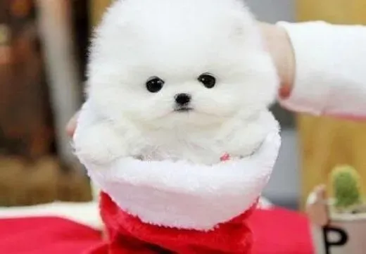 博美犬|博美犬对自我有一个深刻的认知么