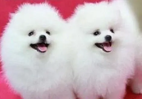 博美犬|博美犬消化不良的解决方案