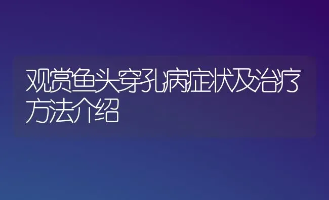 观赏鱼头穿孔病症状及治疗方法介绍 | 宠物病虫害防治