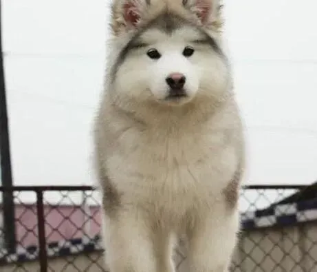 阿拉斯加犬|给阿拉斯加雪橇犬补充营养要适度