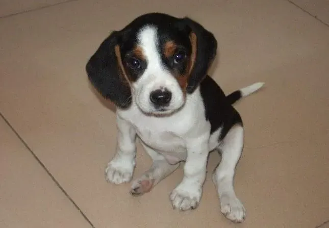 比格犬|比格犬最近总脱毛，身上有螨虫如何是好