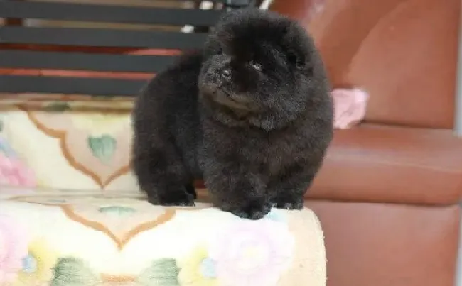 松狮犬|健康零距离 怎样预防松狮犬身体染上寄生虫