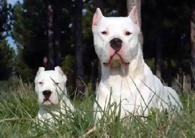 杜高犬|杜高犬患上犬瘟热中期，如何治疗最好