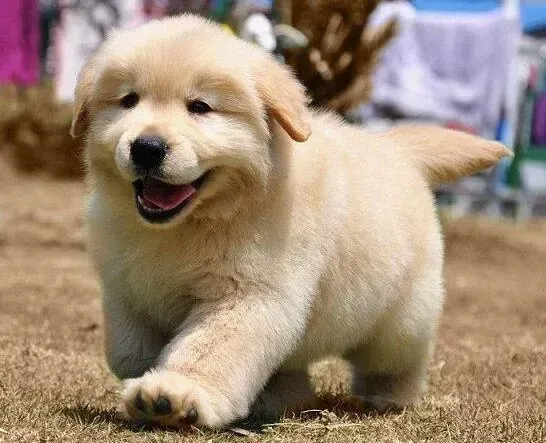 金毛|金毛犬细小治疗期间出现便血正常么