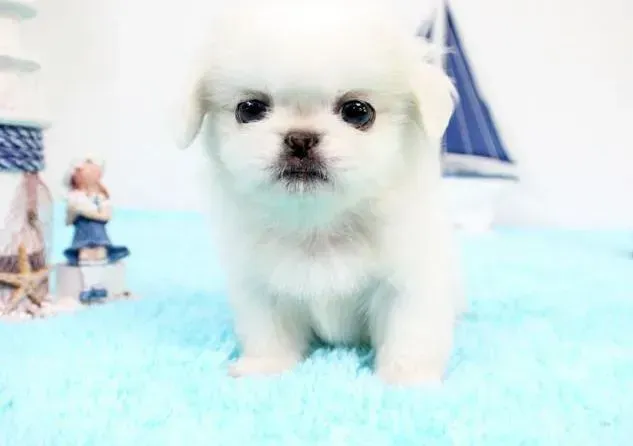 京巴狗|喂养四年的京巴犬突然瘫痪了 如何救治