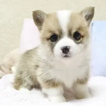 柯基犬|柯基犬要喂几次又要如何驱虫呢