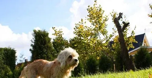 矮脚狄文梗怎么选  三招教你挑到好犬 | 矮脚狄文梗