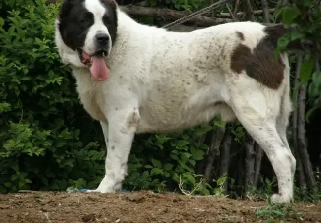 中亚牧羊犬|中亚牧羊犬四肢僵硬是怎么回事