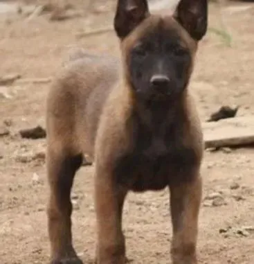 马犬|马犬身上出现异味应如何纠正这个问题