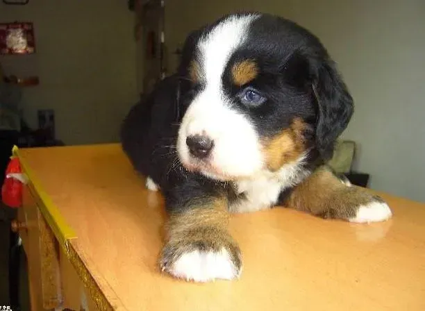 伯恩山犬|伯恩山犬半岁可以一天吃一个蛋黄吗 会有不良影响吗