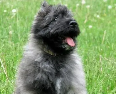 法兰德斯畜牧犬的特点 勇敢又不缺乏稳重 | 法兰德斯畜牧犬