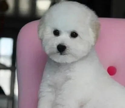 比熊犬|给比熊犬染色需要准备哪些工具和注意事项