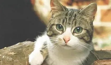 猫咪发烧抽搐 猫咪发烧的原因分析 | 发烧