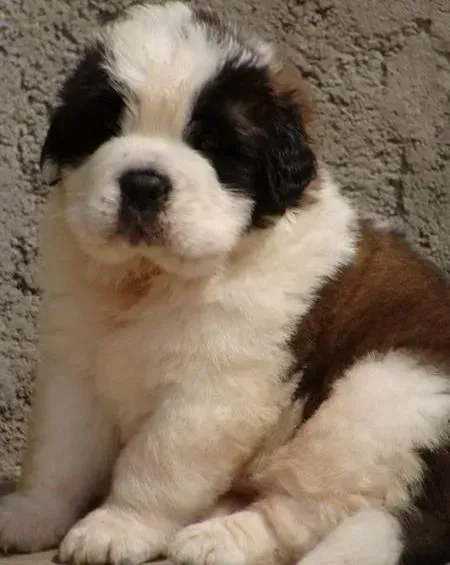 圣伯纳犬|圣伯纳犬不愿意喝水是为什么