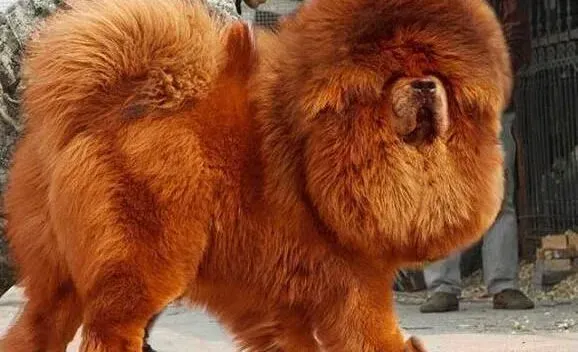 藏獒|如何制止自家藏獒随意舔吻人