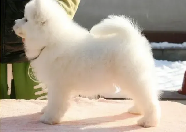 萨摩耶|护理常识 博美犬出生初期要注意温度问题