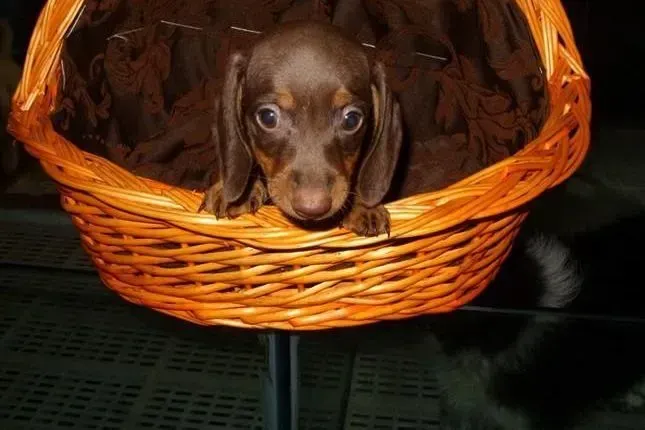 腊肠犬|腊肠犬突然呕吐黄水是怎么回事