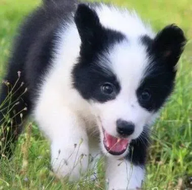 边境牧羊犬|边境牧羊犬得了蠕形螨，皮肤发红没事吧