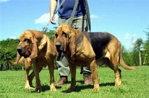 寻血猎犬性格 寻血猎犬的性格温顺和善 | 寻血猎犬