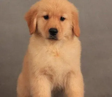 金毛|带金毛犬远游不用愁 狗狗专家为您解忧愁